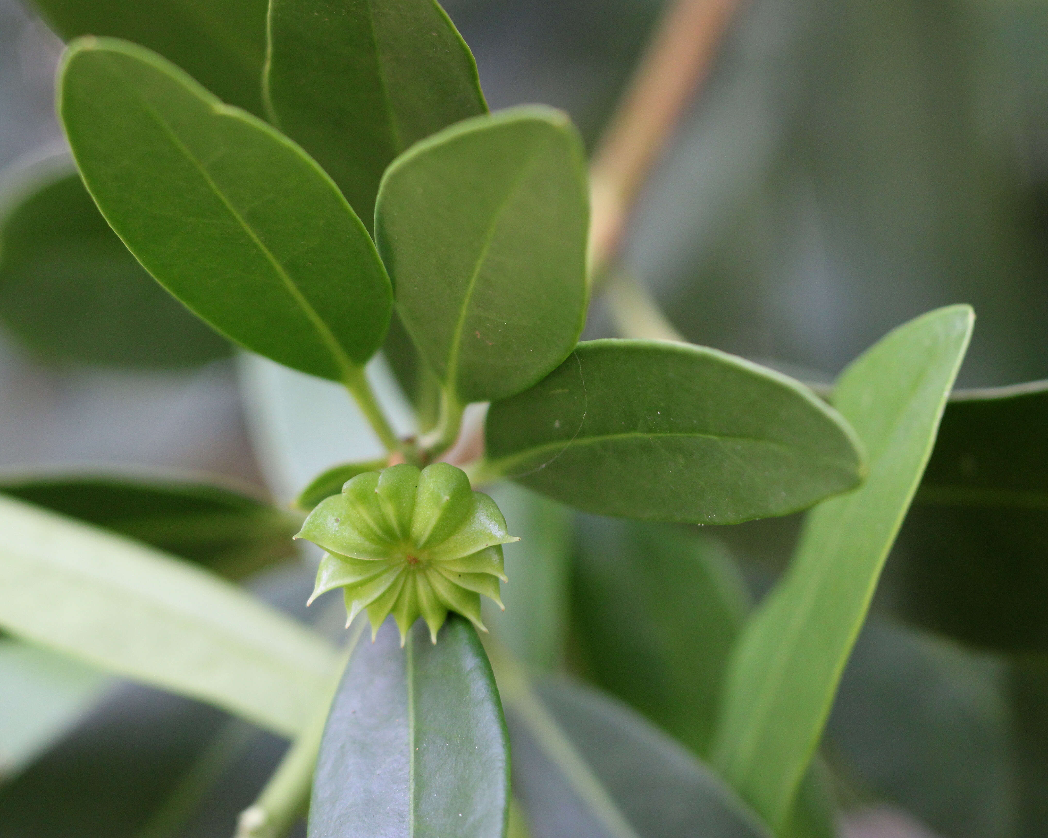 Image de Illicium parviflorum Michx.