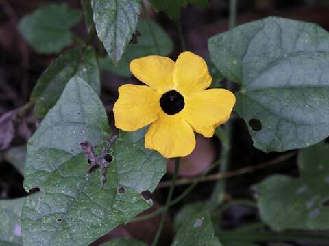 Image of blackeyed Susan vine