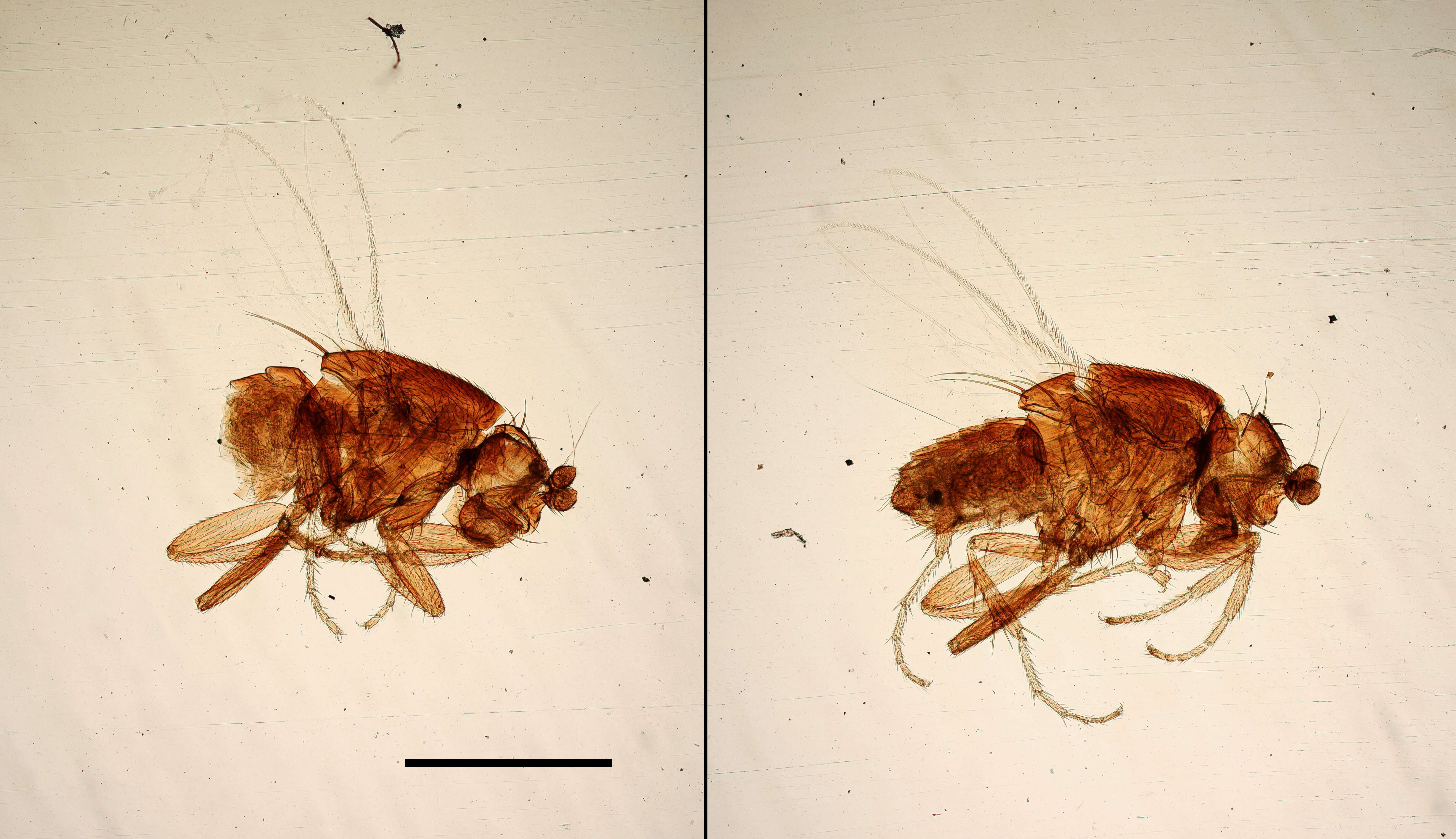 صورة Ceroptera ungulata Hackman 1965