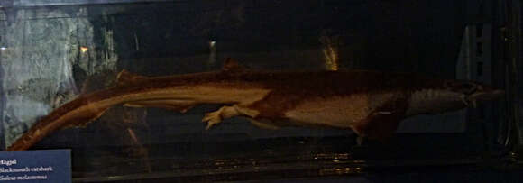 Image of Blackmouth Catshark