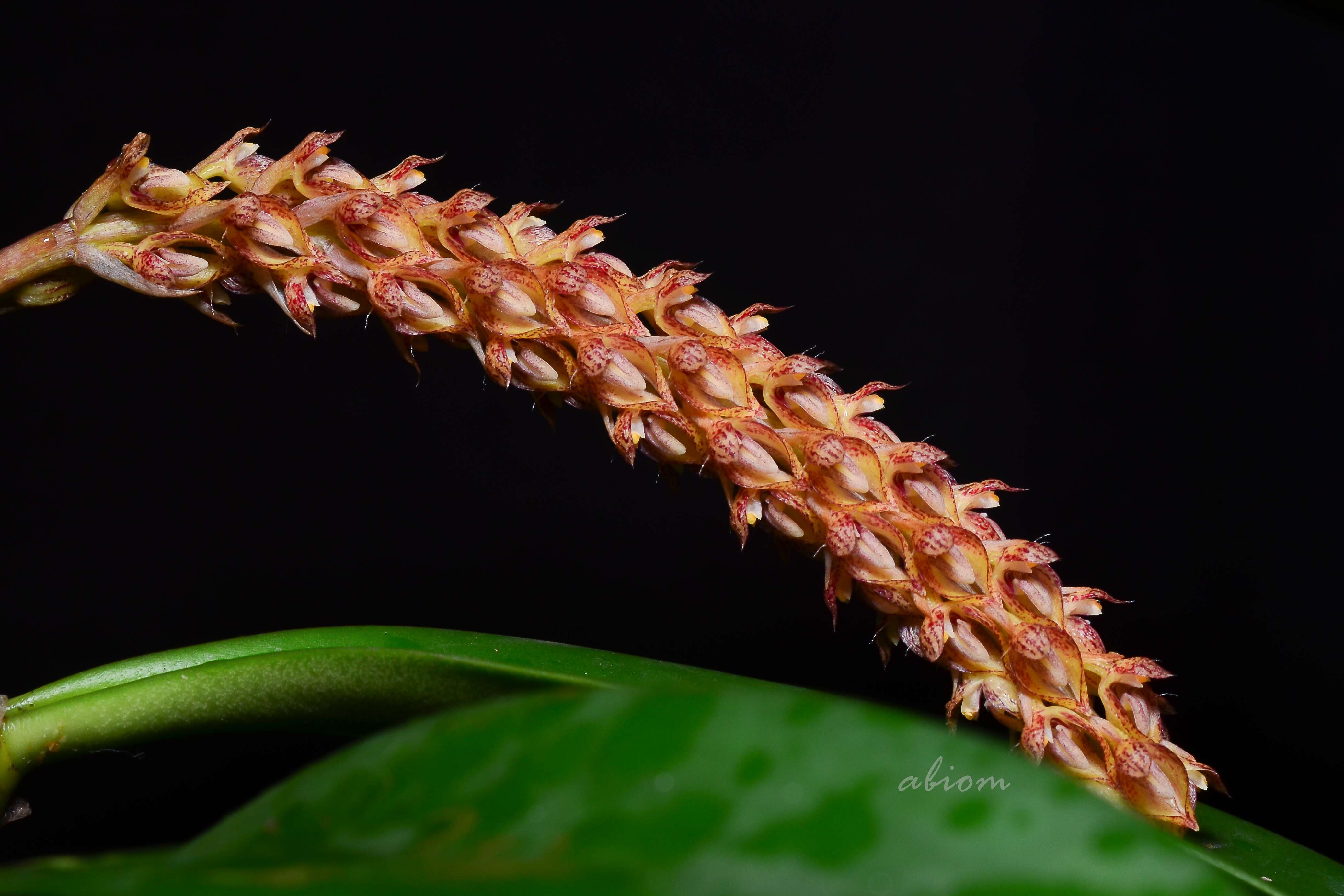 Bulbophyllum morphologorum Kraenzl. resmi