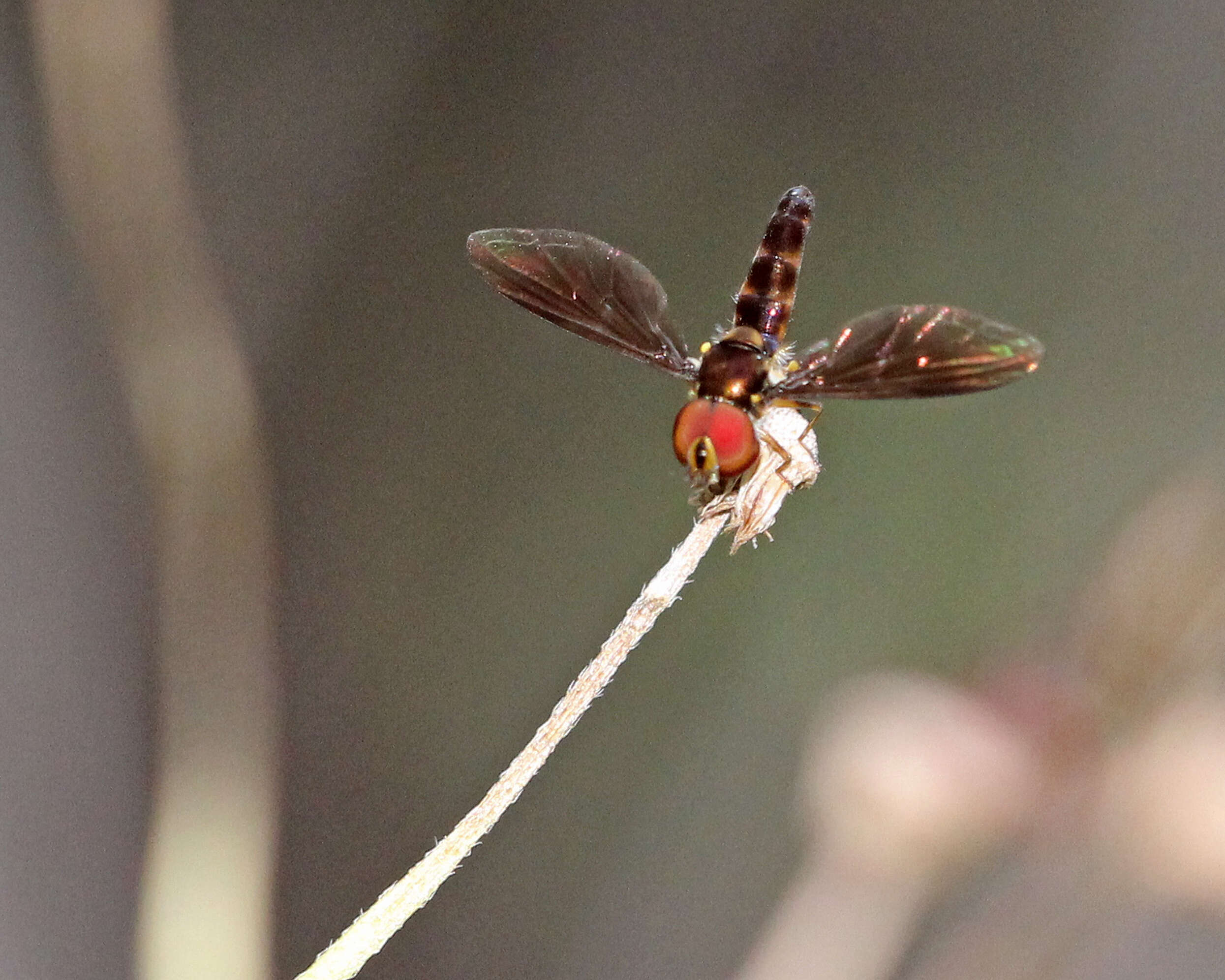 صورة Ocyptamus antiphates (Walker 1849)