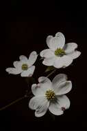 Image of flowering dogwood