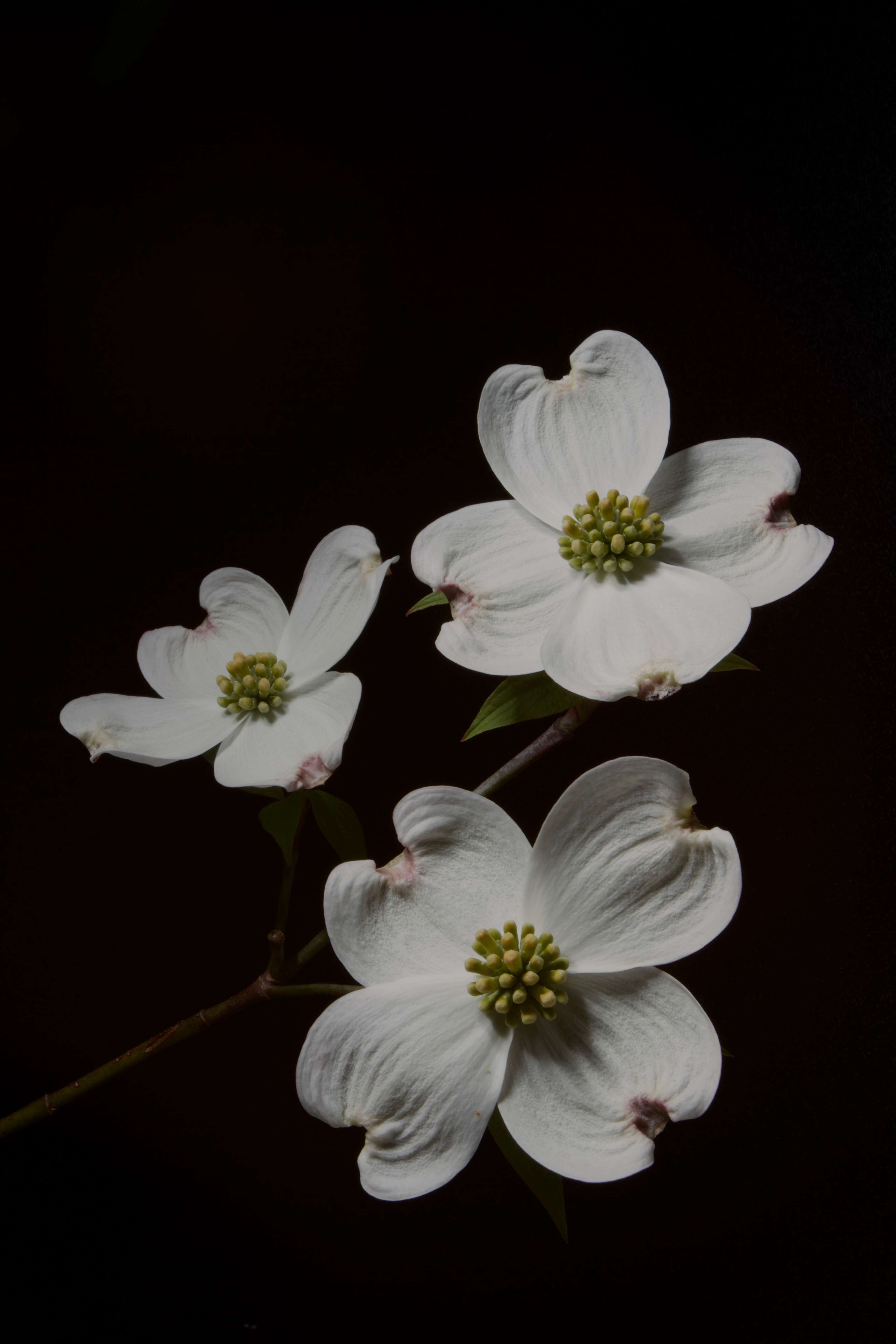 Image of flowering dogwood