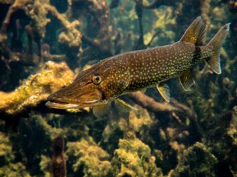 Image of Pickerel