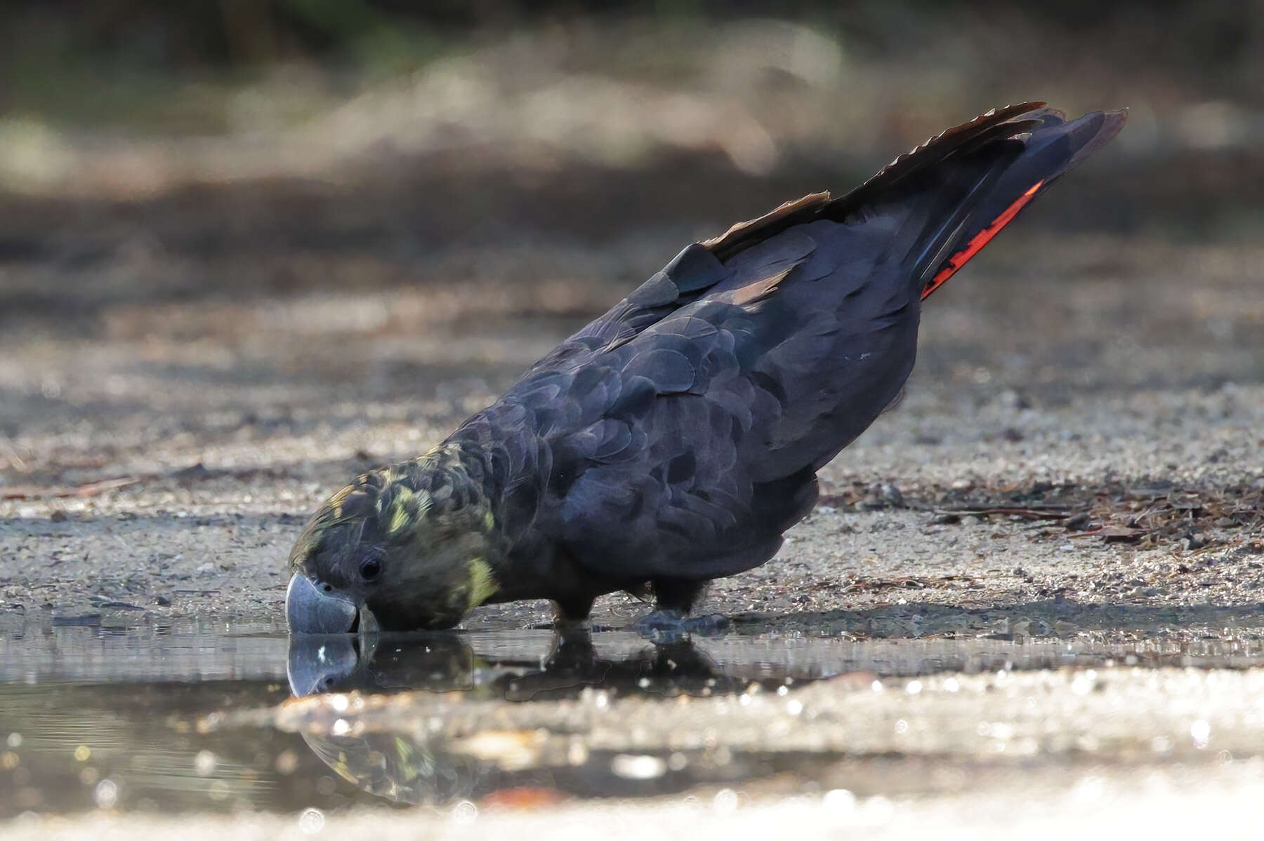 Image of Glossy black cockatoo