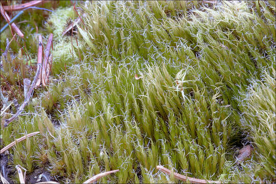 Image of campylopus moss