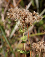 Eupatorium rotundifolium L. resmi