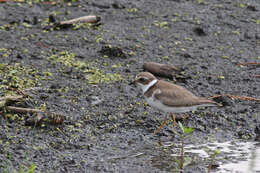 Image of Semipalmated Plover