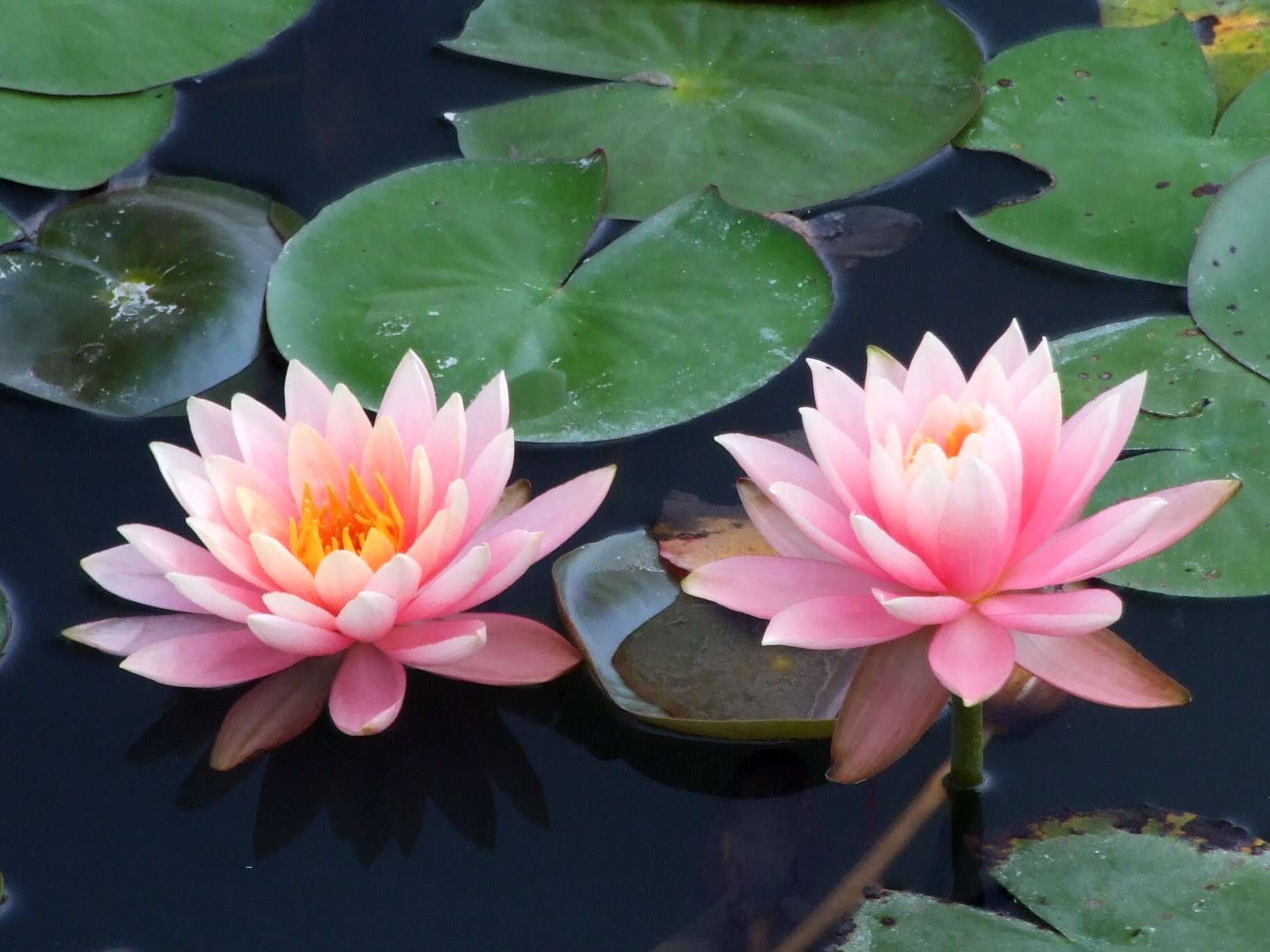 Image of Pygmy Water-Lily