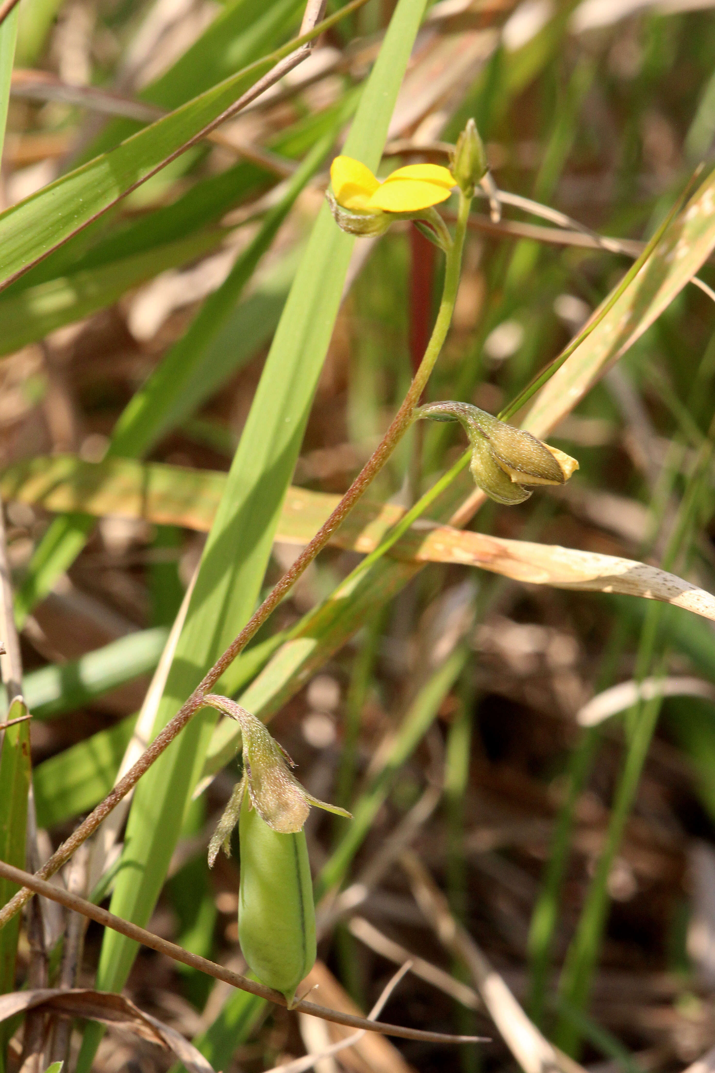 Image of Rabbitbells