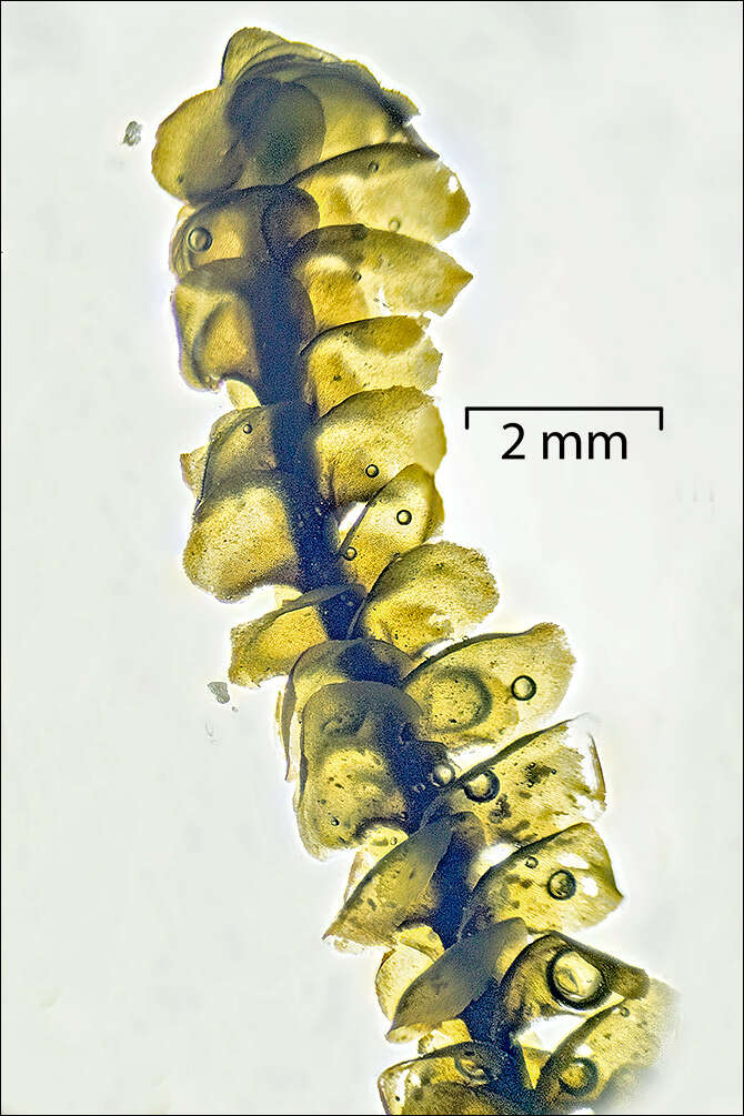 Image of Scapania undulata (L.) Dumort.