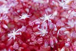 Image of Sedum caeruleum L.