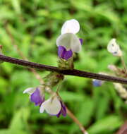 Image of Desmodium laxiflorum DC.