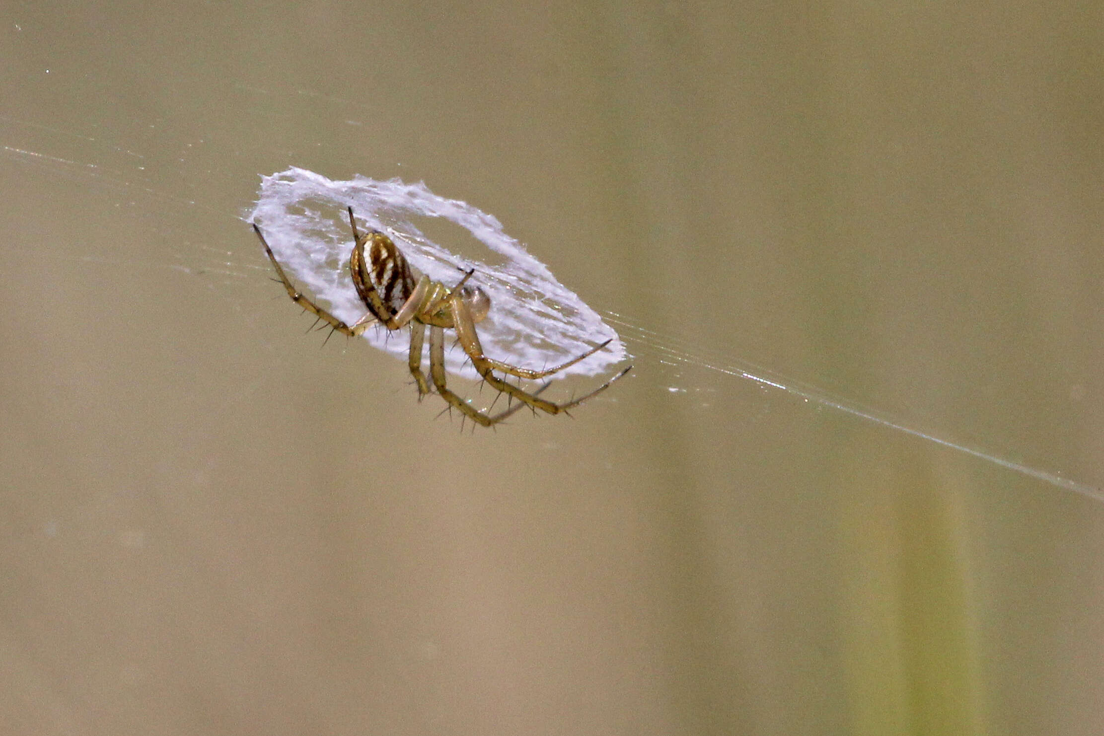 Image of Lined Orbweaver