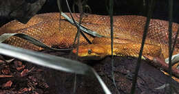 Image of Fiji Island Boa