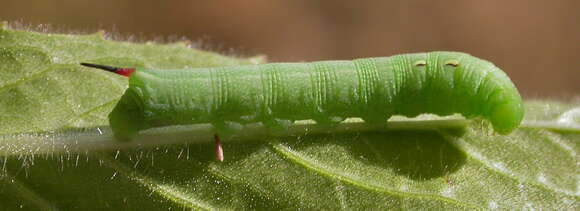Image of elephant hawk-moth