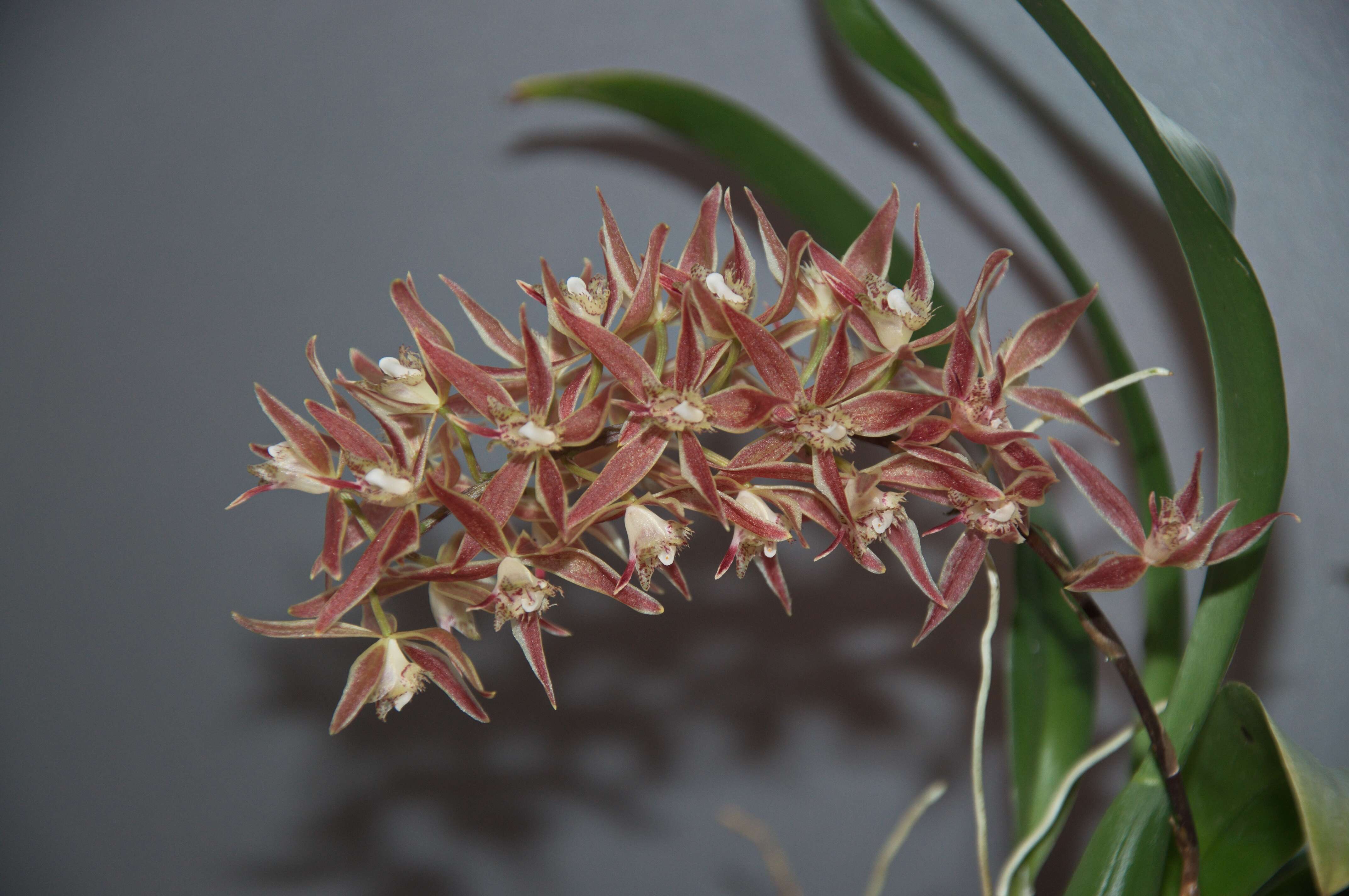 Image de Macradenia multiflora (Kraenzl.) Cogn.