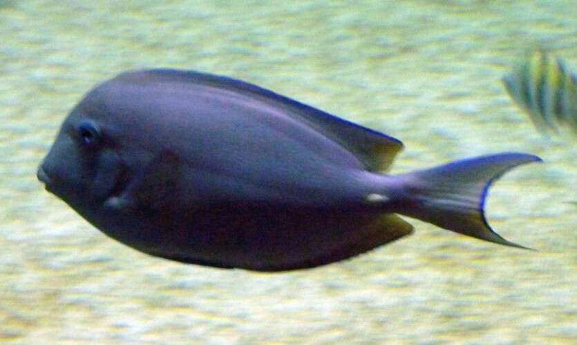 صورة Acanthurus coeruleus Bloch & Schneider 1801