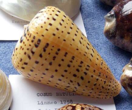 صورة Conus betulinus Linnaeus 1758