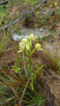 Habenaria pratensis (Lindl.) Rchb. fil. resmi