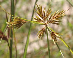 Image of manyspike flatsedge