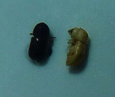 Image of Bark beetle