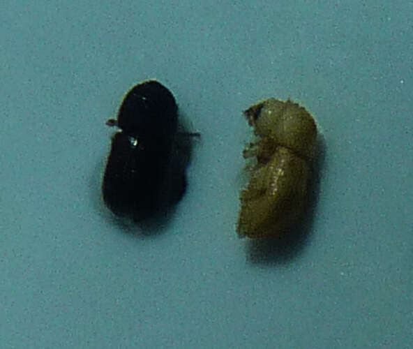 Image of Bark beetle