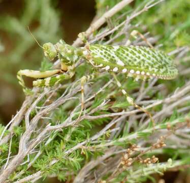 Image of Blepharopsis