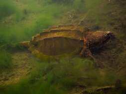 Image of Alligator Snapping Turtles