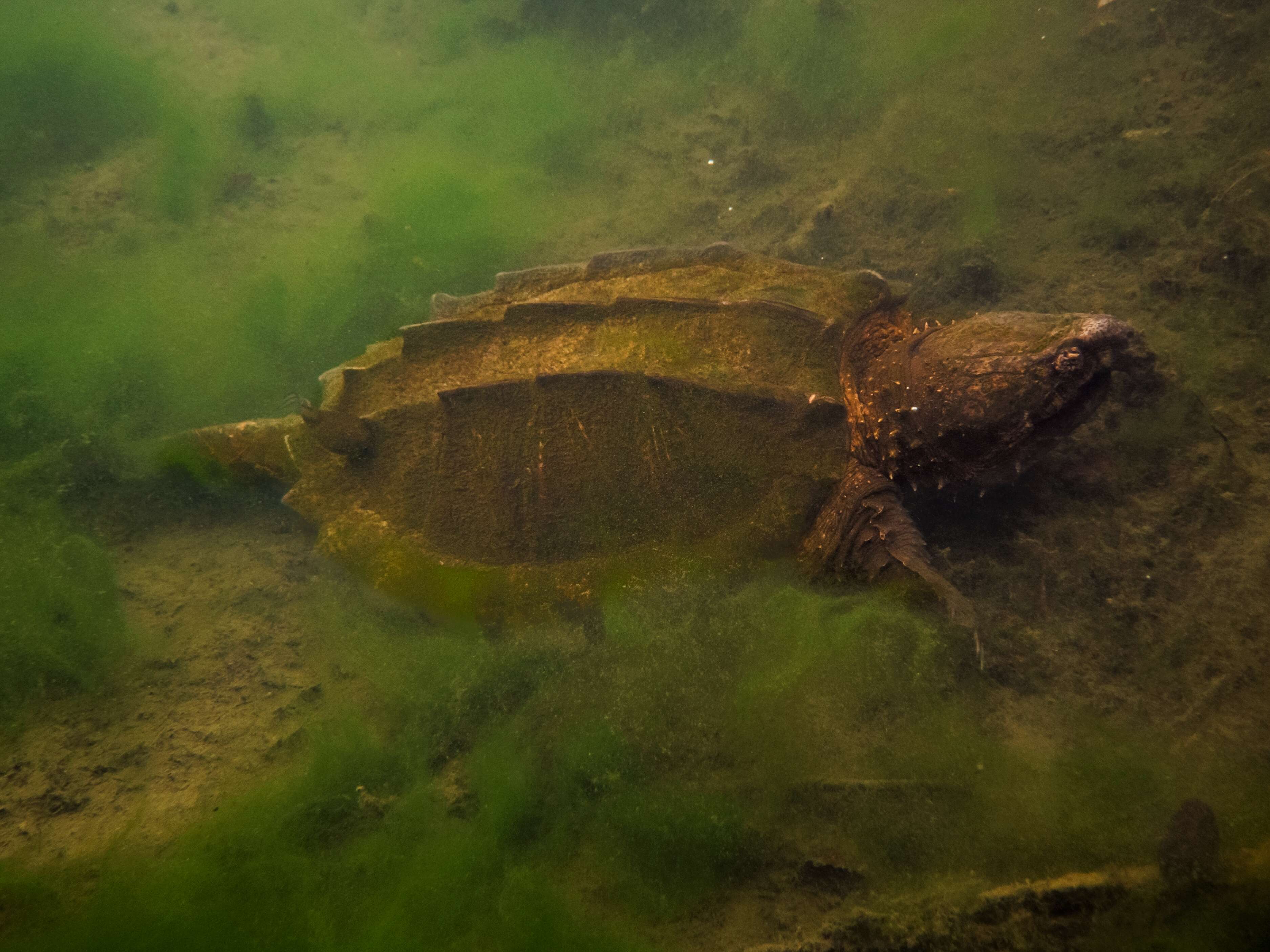 Image of Alligator Snapping Turtles