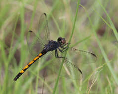 Image of Seaside Dragonlet