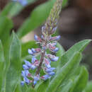 Image of Lupinus ocalensis