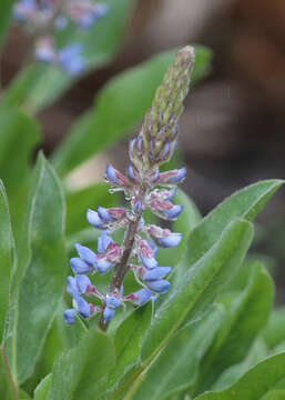 Image of Lupinus ocalensis