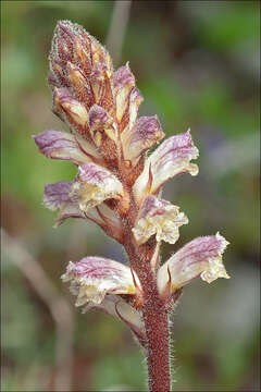 Image of clover broomrape