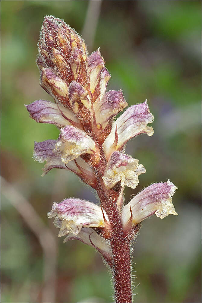 Image of clover broomrape