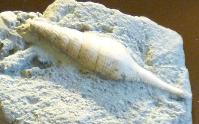 Image of Exilia ottnangensis