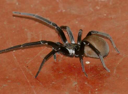 Image of Southern House Spider