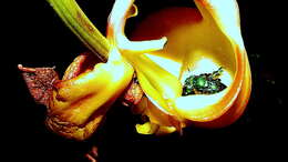 Image of Coryanthes speciosa Hook.