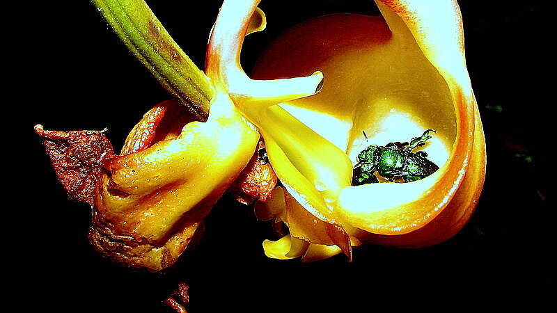 Image of Coryanthes speciosa Hook.