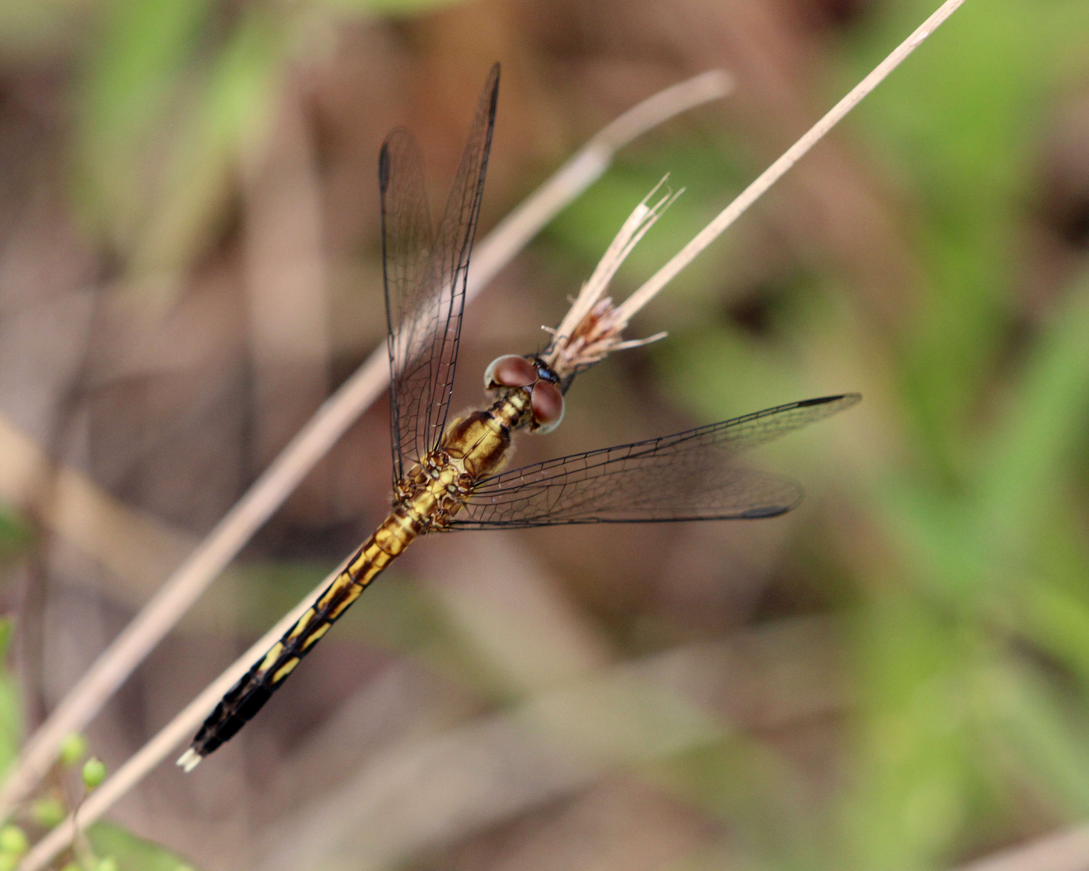 Image of Little Blue Dragonlet