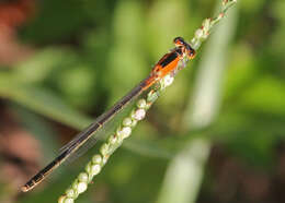 Image of Rambur's Forktail