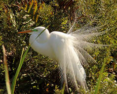 Image of Great Egret