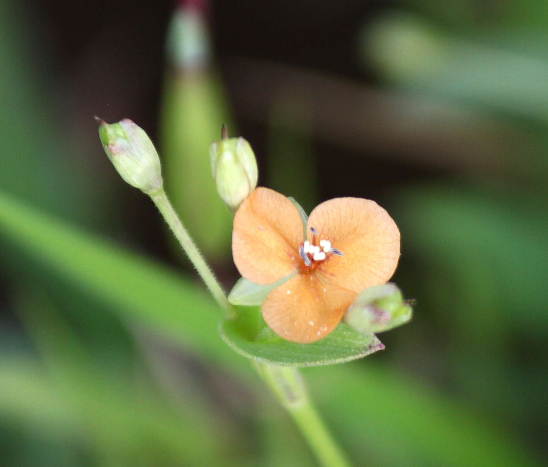 Sivun Murdannia versicolor (Dalzell) G. Brückn. kuva