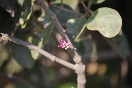 Image of Memecylon umbellatum Burm. fil.