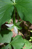 Imagem de Trillium cernuum L.