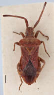 Image of Cletus capensis (Westwood 1842)