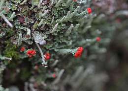 Image of cup lichen