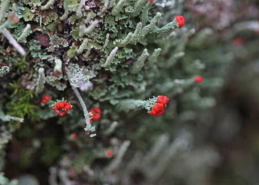 Image of cup lichen