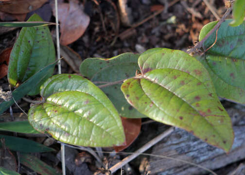 Image of Sarsparilla-Vine